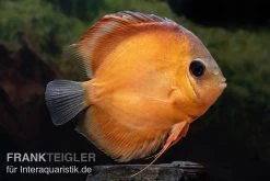 Diskusfisch ASIA-NZ, Symphysodon Discus Rose Red
