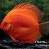 Diskusfisch ASIA-NZ, Symphysodon Discus Super Red -Fischbedarf Laden Diskusfisch Symphysodon aequifasciatus 30 Super Red 3