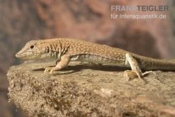 Dumérils Fransenfingereidechse, Acanthodactylus Scutellatus