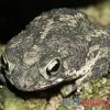 Eichenkröte, Bufo Quercicus 2 Eichenkröte, Bufo Quercicus -Fischbedarf Laden Eichenkroete Bufo quercicus