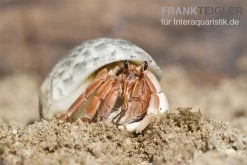 5 Kleine Landeinsiedlerkrebse, Coenobita Spec. -Fischbedarf Laden Einsiedlerkrebs 2 1