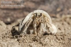 5 Kleine Landeinsiedlerkrebse, Coenobita Spec. -Fischbedarf Laden Einsiedlerkrebs 3 1