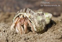 5 Kleine Landeinsiedlerkrebse, Coenobita Spec. -Fischbedarf Laden Einsiedlerkrebs 3