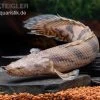 Endlichers Flösselhecht, Polypterus Endlicherii, NZ -Fischbedarf Laden Endlichers Floesselhecht Polypterus endlicherii 1