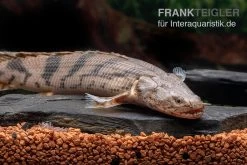 Endlichers Flösselhecht, Polypterus Endlicherii, NZ -Fischbedarf Laden Endlichers Floesselhecht Polypterus endlicherii 5