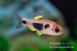 Schmetterlingsbarbe, Barbus Hulstaerti (Minifisch), 5 Stück -Fischbedarf Laden Enteromius hulstaerti 14