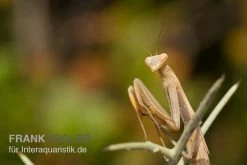 Europäische Gottesanbeterin, Mantis Religiosa -Fischbedarf Laden Europaeische Gottesanbeterin Mantis religiosa