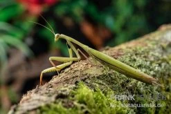 Europäische Gottesanbeterin, Mantis Religiosa -Fischbedarf Laden Europaeische Gottesanbeterin Mantis religiosa neu 3