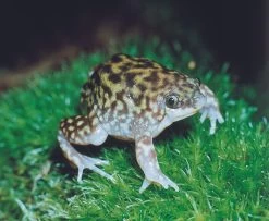 Ferkelfrosch, Hemisus Marmoratus -Fischbedarf Laden Ferkelfrosch Hemisus marmoratus