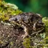 Ferkelfrosch, Hemisus Marmoratus 2 Ferkelfrosch, Hemisus Marmoratus -Fischbedarf Laden Ferkelfrosch Hemisus marmoratus neu 1