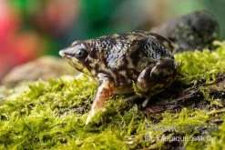 Ferkelfrosch, Hemisus Marmoratus -Fischbedarf Laden Ferkelfrosch Hemisus marmoratus neu 3