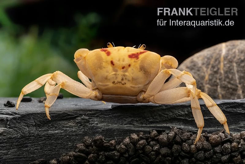Fire-Crab, Holthuisana Cf. Lipkei 3 Fire-Crab, Holthuisana Cf. Lipkei
