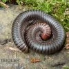 Firehead-Millipede, Spirostreptus Servatius