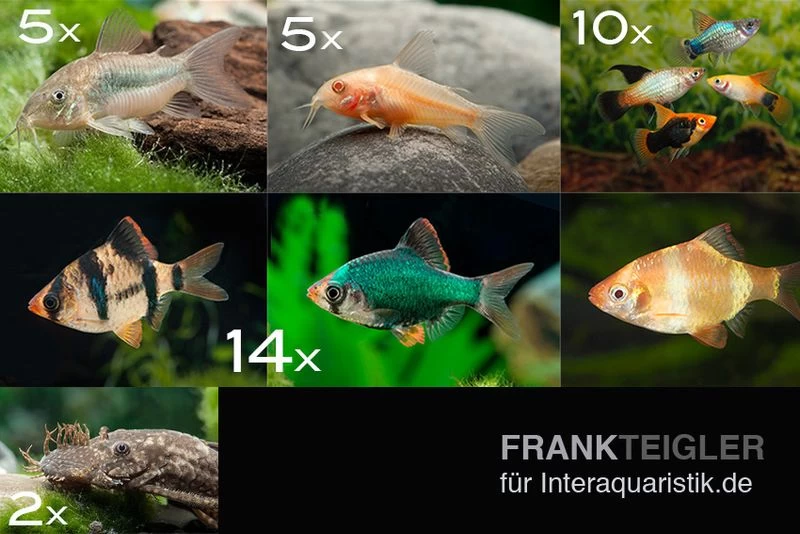 Zierfisch-Sortiment Hartwasser Für 120 Cm 3 Zierfisch-Sortiment Hartwasser Für 120 Cm