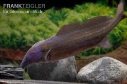 Flaschenmaul-Nilhecht, Mormyrus Longirostris