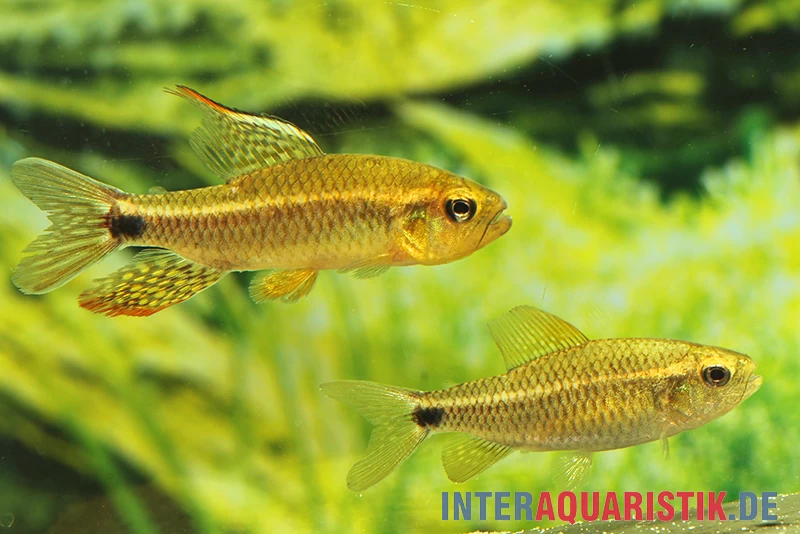 Fleckenschwanzsalmler, Crenuchus Spilurus 3 Fleckenschwanzsalmler, Crenuchus Spilurus