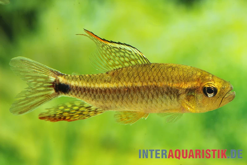 Fleckenschwanzsalmler, Crenuchus Spilurus 4 Fleckenschwanzsalmler, Crenuchus Spilurus – Bild 2