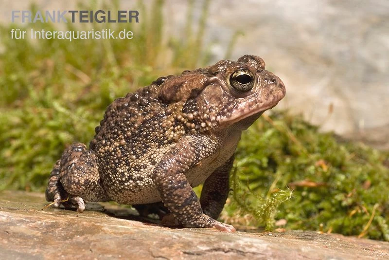 Floridakröte, Bufo Terrestris 2 Floridakröte, Bufo Terrestris