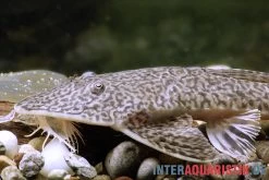 Flunder-Harnischwels, Pseudohemiodon Laticeps