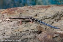Fünfstreifenskink, Trachylepis Quinquetaeniata -Fischbedarf Laden Fuenfstreifenskink Trachylepis quinquetaeniata 3 neu jpg
