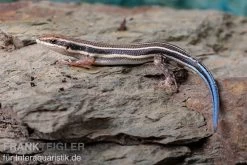 Fünfstreifenskink, Trachylepis Quinquetaeniata -Fischbedarf Laden Fuenfstreifenskink Trachylepis quinquetaeniata 4 neu jpg