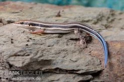 Fünfstreifenskink, Trachylepis Quinquetaeniata -Fischbedarf Laden Fuenfstreifenskink Trachylepis quinquetaeniata 5 neu jpg