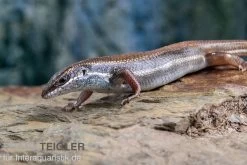 Fünfstreifenskink, Trachylepis Quinquetaeniata -Fischbedarf Laden Funfstreifenskink Trachylepis quinquetaeniata 2 1