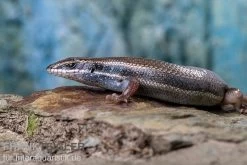 Fünfstreifenskink, Trachylepis Quinquetaeniata -Fischbedarf Laden Funfstreifenskink Trachylepis quinquetaeniata 2 2