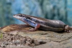 Fünfstreifenskink, Trachylepis Quinquetaeniata -Fischbedarf Laden Funfstreifenskink Trachylepis quinquetaeniata 2 3