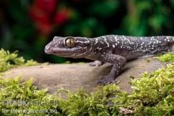 Gebänderter Blattzehengecko, Hemidactylus Fasciatus -Fischbedarf Laden Gebaenderter Blattzehengecko Hemidactylus fasciatus 2