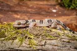 Gebänderter Blattzehengecko, Hemidactylus Fasciatus -Fischbedarf Laden Gebaenderter Blattzehengecko Hemidactylus fasciatus 3