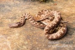 Gefleckte Nachtschlange, Hypsiglena Torquata