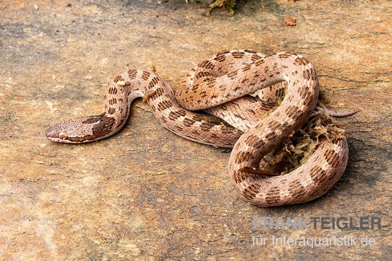 Gefleckte Nachtschlange, Hypsiglena Torquata 3 Gefleckte Nachtschlange, Hypsiglena Torquata