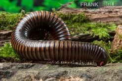 Gelbgebänderter Riesentausendfüßer, Pelmatojulus Ligulatus -Fischbedarf Laden Gelbgebaenderter Riesentausendfuesser Pelmatojulus ligulatus 3
