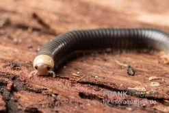 Gelbkopf Tausendfüßer, Spirobolus Sp. "Yellow Head" -Fischbedarf Laden Gelbkopf Tausendfuesser Spirobolus sp Yellow Head 5