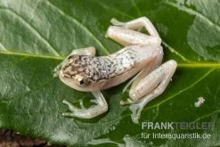 Gelbpunktriedfrosch, Heterixalus Alboguttatus