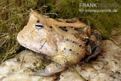 Gemalter Hornfrosch (red), Ceratophrys Cornuta -Fischbedarf Laden Gemalter Hornfrosch Ceratophrys cornuta 1