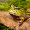 Gemalter Hornfrosch (grün), Ceratophrys Cornuta Green 2 Gemalter Hornfrosch (grün), Ceratophrys Cornuta Green -Fischbedarf Laden Gemalter Hornfrosch gruen Ceratophrys cornuta green 1