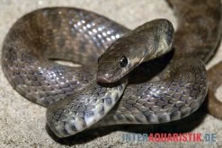 Geoffroy-Renner, Platyceps Florulentus