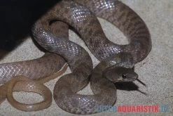 Geoffroy-Renner, Platyceps Florulentus -Fischbedarf Laden Geoffroy Renner Platyceps florulentus 3