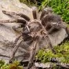 Gestreifte Guatemala-Vogelspinne, Aphonopelma Seemanni 1 Gestreifte Guatemala-Vogelspinne, Aphonopelma Seemanni -Fischbedarf Laden Gestreifte Guatemala Vogelspinne Aphonopelma seemanni 1