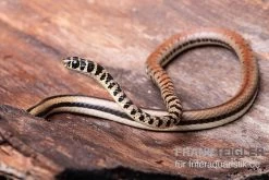 Gestreifte Sumpfschlange, Psammophis Praeornatus