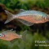 Gidomen-Regenbogenfisch, Glossolepis Spec. Gidomen, 5 Tiere 2 Gidomen-Regenbogenfisch, Glossolepis Spec. Gidomen, 5 Tiere -Fischbedarf Laden Glossolepis Spec Gidomen village