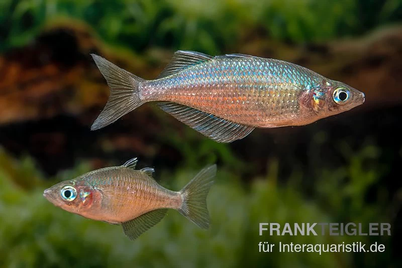 Gidomen-Regenbogenfisch, Glossolepis Spec. Gidomen, 5 Tiere 3 Gidomen-Regenbogenfisch, Glossolepis Spec. Gidomen, 5 Tiere