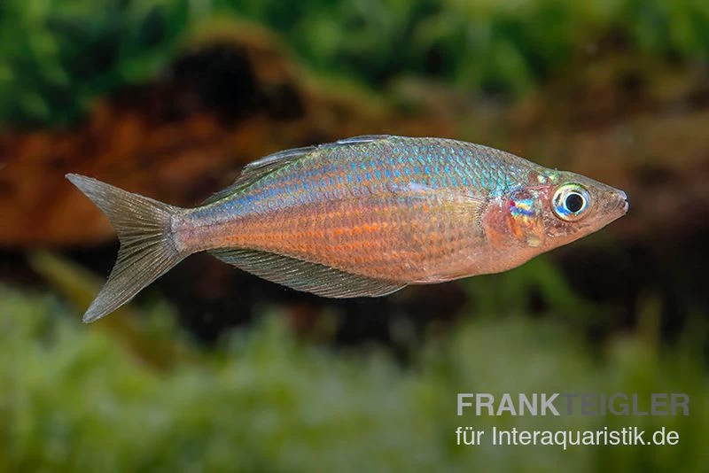 Gidomen-Regenbogenfisch, Glossolepis Spec. Gidomen, 5 Tiere 4 Gidomen-Regenbogenfisch, Glossolepis Spec. Gidomen, 5 Tiere – Bild 2