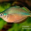 Dorityi-Regenbogenfisch, Glossolepis Dorityi, 5 Tiere -Fischbedarf Laden Glossolepis dorityi 14
