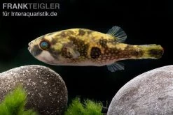 Glühaugen-Kugelfisch, Tetraodon Cutcutia -Fischbedarf Laden Gluehaugen Kugelfisch Tetraodon cutcutia 3