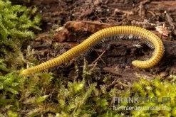 Golden-Cave-Tausendfüßer, Spiroboulus Sp. “Golden Cave” -Fischbedarf Laden Golden Cave Tausendfuesser Spirobolus sp Golden Cave 3