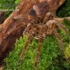 Goliath-Vogelspinne, Theraphosa Stirmi 2 Goliath-Vogelspinne, Theraphosa Stirmi -Fischbedarf Laden Goliath Vogelspinne Theraphosa stirmi