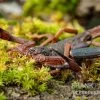 Gracilis-Skorpion, Centruroides Gracilis -Fischbedarf Laden Gracilis Skorpion Centruroides gracilis 2